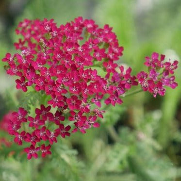 Dense clusters of crimson flowers fading with age, with finely divided, dark green leaves from summer into autumn, excellent addition to a mixed border bringing colour all summer long..