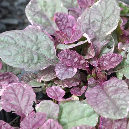 Silvery-green infused with dark burgundy red glossy textured leaves is a creeping low maintenance evergreen perennial, Ajuga reptans 'Burgundy Glow' short spikes of deep blue flowers in late spring and early summer