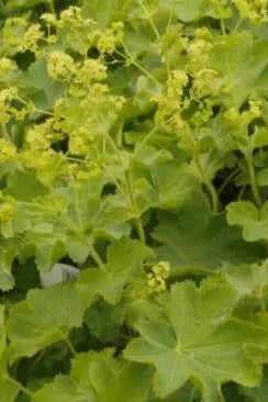 Alchemilla mollis Bright green scalloped foliage, with yellow flowers on tall stems just above the foliage.