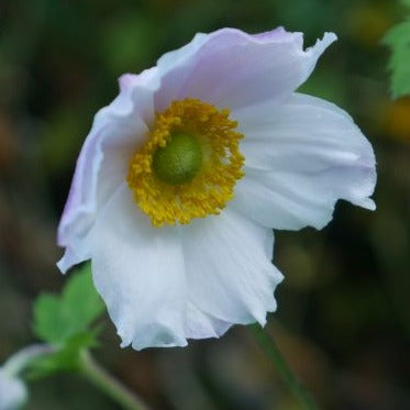 Deeply divided  mid-green leaves, from late spring and early summer, wiry stems bearing, cup-shaped, lightly fragrant, white flowers with prominent yellow stamens. Flowers are followed by white, woolly seed heads. excellent for adding early colour  to a mixed border.