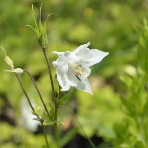 'Alba' is an upright plant, with divided, light bright green leaves and delicate, delicate droplets of single, pure white flowers, with short, curled spurs.