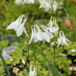 This plant features upright growth, with divided, bright green leaves that add a light touch to any garden. Aquilegia vulgaris 'Alba' delicate flowers are single and pure white, with short, curled spurs that add to its delicate appearance.