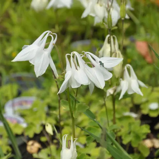 This plant features upright growth, with divided, bright green leaves that add a light touch to any garden. Aquilegia vulgaris 'Alba' delicate flowers are single and pure white, with short, curled spurs that add to its delicate appearance.