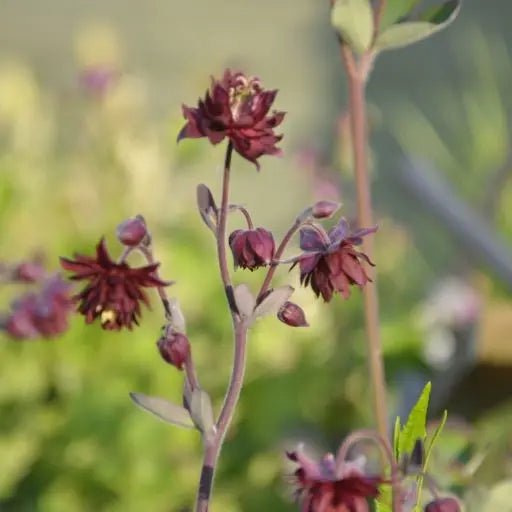 Relatively short-lived perennial, to around 75cm tall, with divided, round-lobed leaves. Aquilegia vulgaris 'Ruby Port' Flowers are double and without spurs, appearing in late spring and early summer, they are a mid to dark red, with yellow stamens, and are carried on dark stems