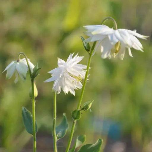 Tall lender stems with stunning delicate double white flowers with prominent yellow  centre, grey green leaves. Aquilegia vulgaris 'White Barlow' short lived perennial from late spring, perfect for attracting pollinating insects. 