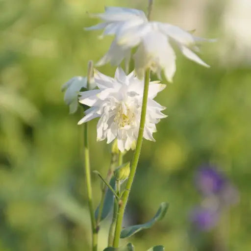 Tall lender stems with stunning delicate double white flowers with prominent yellow  centre, grey green leaves. Aquilegia vulgaris 'White Barlow' short lived perennial from late spring, perfect for attracting pollinating insects. 
