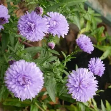 Bushy, clump-forming perennial with pink flowers on branched stems with mid to dark green leaves from early September summer to first frost.