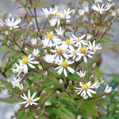 E. divaricata is an upright clump forming, bushy perennial to 90cm with spear like mid green leaves. Pretty small white flowers with yellow to red centres on flat topped clusters on erect, dark stems from midsummer into autumn. 