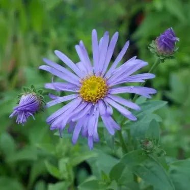 A beautiful herbaceous perennial with dark green leaves and masses of clusters of blue flowers with yellow centres through out summer to early autumn.