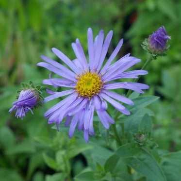 A beautiful herbaceous perennial with dark green leaves and masses of clusters of blue flowers with yellow centres through out summer to early autumn.