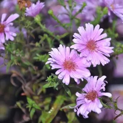 Compact deciduous perennial, clusters of double blue flowers with narrow spear-shaped dark green leaves, from late summer into autumn.