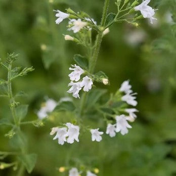  'White Cloud' is a compact, mound-forming, with upright stems bearing, grey-green leaves, foliage has a lovely mild minty fragrance, branched clusters of tiny, white flowers from summer well into the autumn. perfect for edging a border or growing along a pathway. Also excellent in containers.