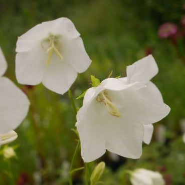 Cup-shaped white flowers on slender stems from June and July bright green leaves, provides good ground cover, will grow well in full sun or partly shaded. 
