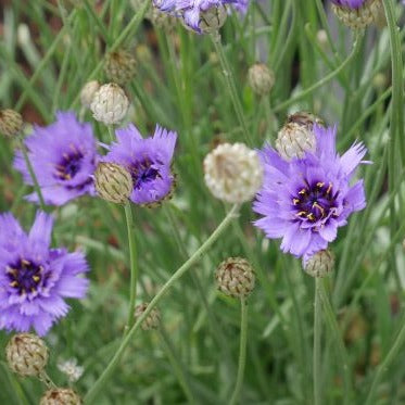 Stunning cornflower style blue flower with deeper centres, on slender stem with mid green spear like leaves flower from early summer well into the autumn. excellent addition to any border.