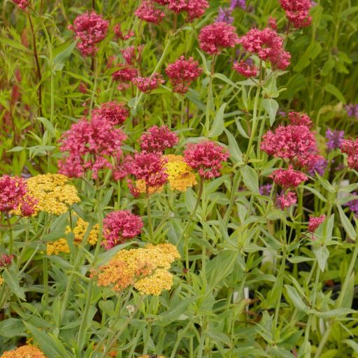Woody-based perennial,  with grey-green glossy leaves and dense clusters of crimson, slightly fragrant flowers from late spring to autumn, is also known for attracting bees, insects and other pollinators, perfect planted in a garden border, edging, especially planted next or on a garden wall
