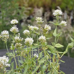 Albus' is an upright with grey-green leaves, dense cloud like fragrant flowers, bright white flowers from late spring into summer. It is a popular option for luring bees, butterflies, and other beneficial insects, making it suitable for use as a garden border, edging, or close to a wall.
