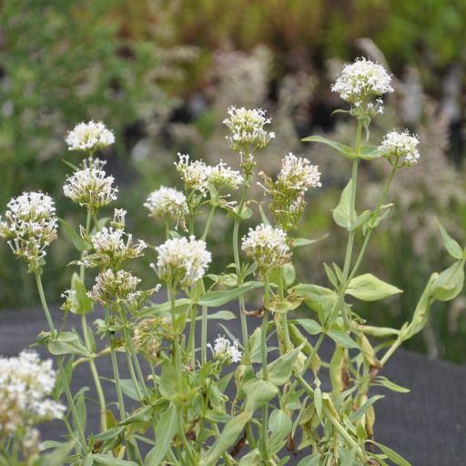 Albus' is an upright with grey-green leaves, dense cloud like fragrant flowers, bright white flowers from late spring into summer. It is a popular option for luring bees, butterflies, and other beneficial insects, making it suitable for use as a garden border, edging, or close to a wall.