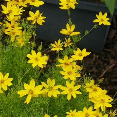 Bright perennial, Coreopsis verticillata 'Zagreb' boasts finely divided leaves on tall stems, providing a cheery yellow daisy-like bloom early in the summer. An ideal choice for any garden or patio.