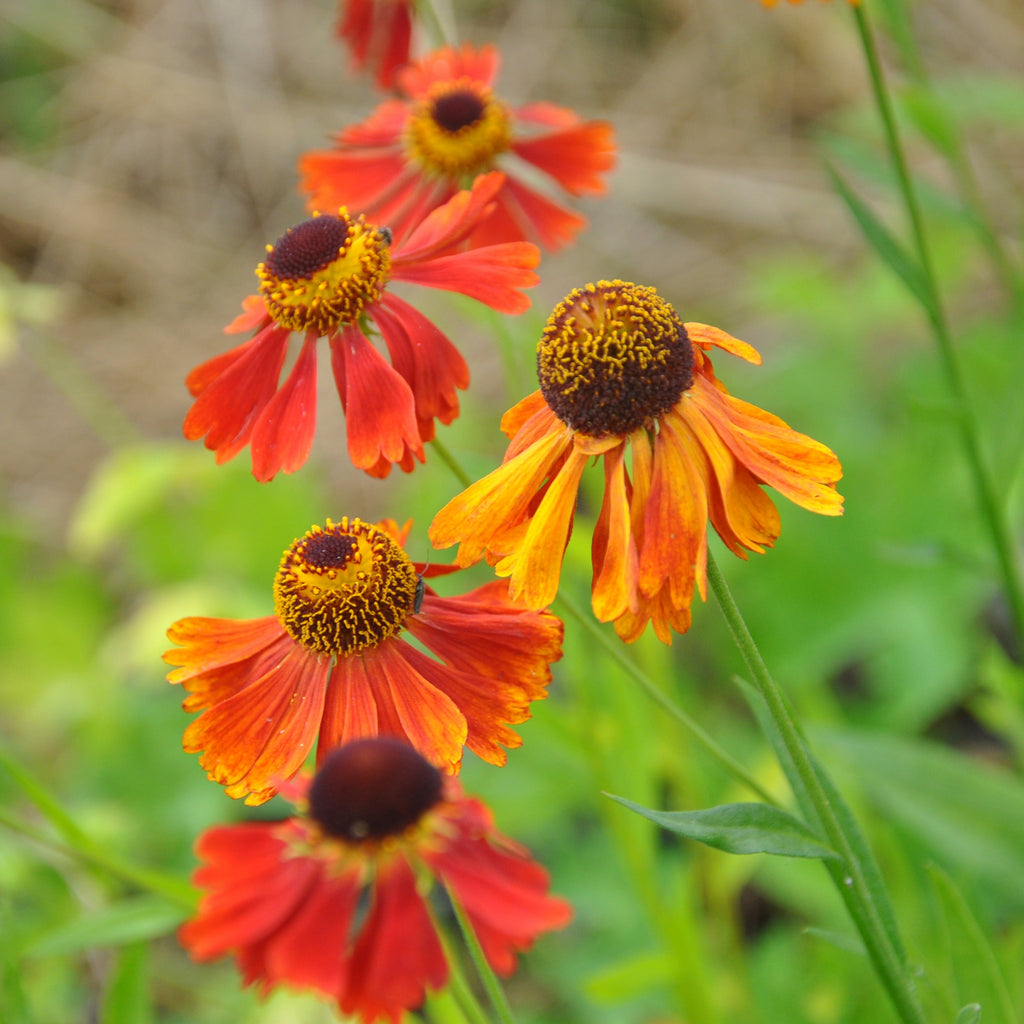 Helenium 'Moerheim Beauty' is a tall, upright perennial boasting coppery-red and orange flowers from mid-Summer into Autumn, this hardy plant will create a striking focal point in any garden.