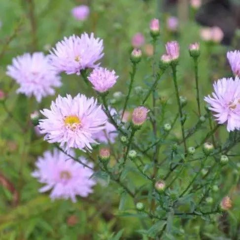 Slender stems bearing spear like mid green leaves with pretty pink double flower heads from mid summer into autumn. A must in any garden. Plant them in informal drifts throughout the border. 