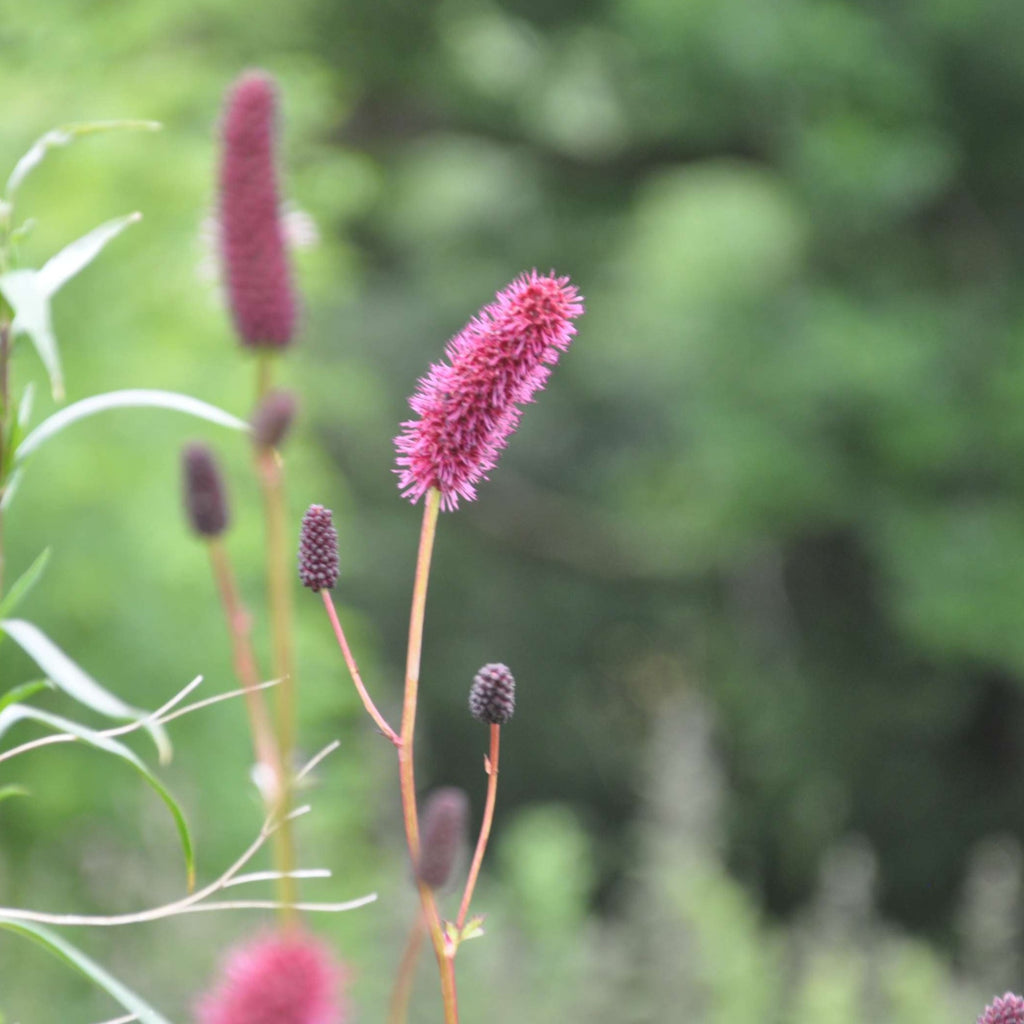 Features masses of thin, spindly stems with scalloped, grey-green leaves. Its flower clusters resemble clouds, displaying striking shades of Crimson, Rich Reds, and Maroon from summer through early autumn. This plant thrives in my garden and boasts an impressive appearance