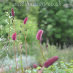 Features masses of thin, spindly stems with scalloped, grey-green leaves. Its flower clusters resemble clouds, displaying striking shades of Crimson, Rich Reds, and Maroon from summer through early autumn. This plant thrives in my garden and boasts an impressive appearance