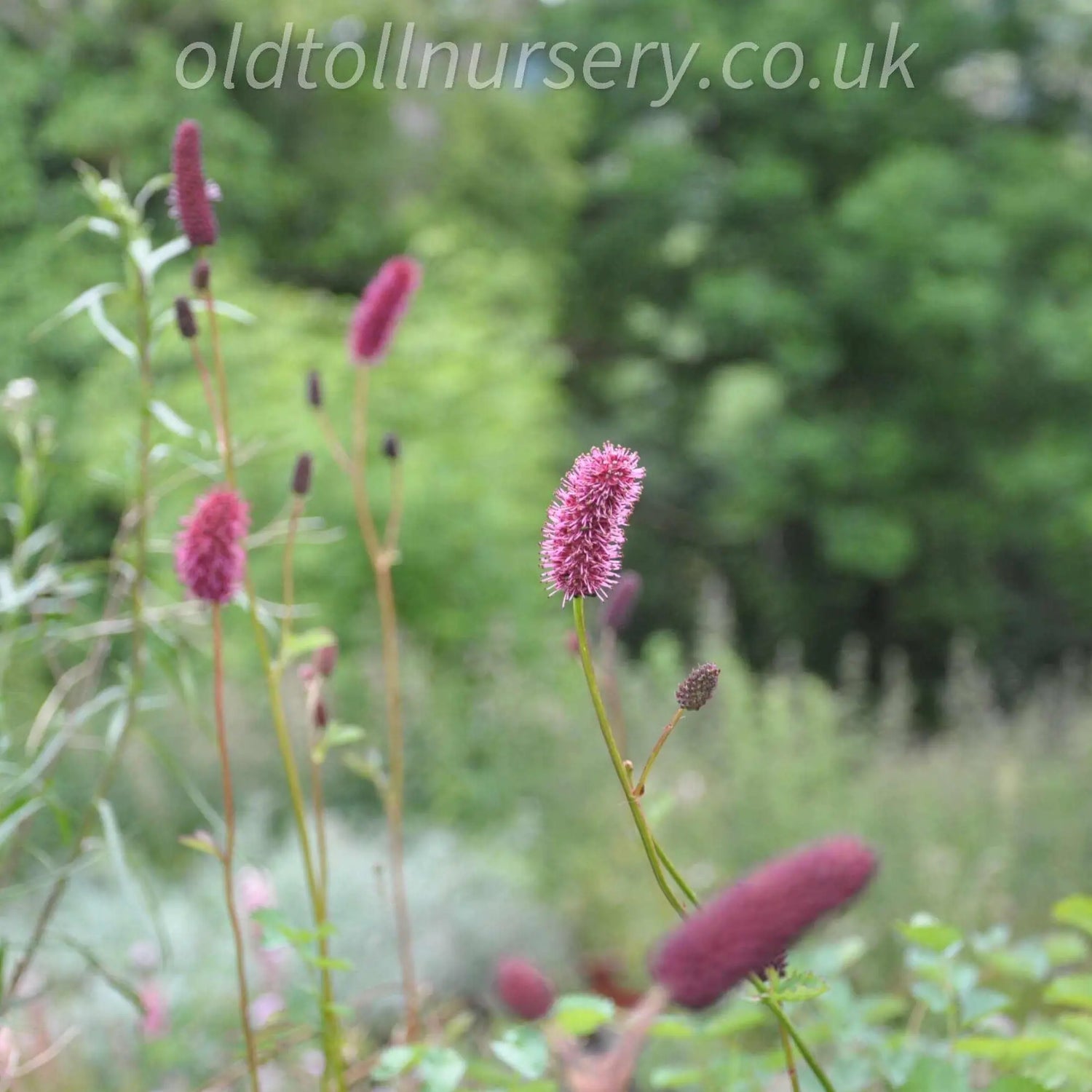 Features masses of thin, spindly stems with scalloped, grey-green leaves. Its flower clusters resemble clouds, displaying striking shades of Crimson, Rich Reds, and Maroon from summer through early autumn. This plant thrives in my garden and boasts an impressive appearance