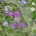 'Melton Pastels' tall, elegant stems cloud like flower heads in various shades of red, mauve, pink, and soft salmon, flowering from early summer to autumn. The intricately divided stem leaves add to its charm and make it a stunning addition to any garden.