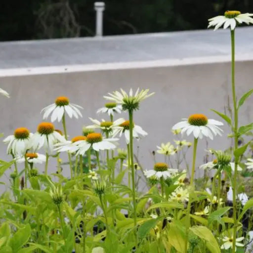 'White Swan' is a vertical, clustered, herbaceous plant with narrow, lance-shaped, deep green leaves has white daisy like flowers orange-brown centre cones. flowers thought out the summer months, 