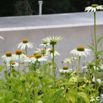 'White Swan' is a vertical, clustered, herbaceous plant with narrow, lance-shaped, deep green leaves has white daisy like flowers orange-brown centre cones. flowers thought out the summer months, 