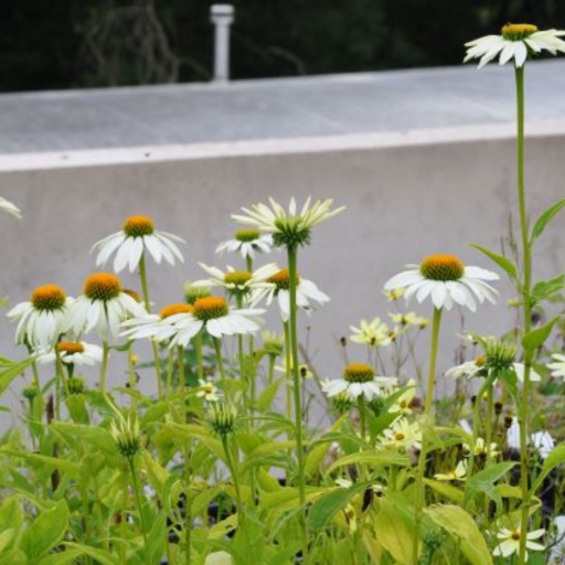 'White Swan' is a vertical, clustered, herbaceous plant with narrow, lance-shaped, deep green leaves has white daisy like flowers orange-brown centre cones. flowers thought out the summer months, 