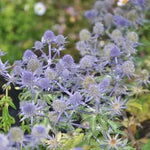 Short multi stems bearing small oval shaped blue flowers with piny bracts, flowers from mid summer to early autumn, Excellent for Cut or Dried Flowers.