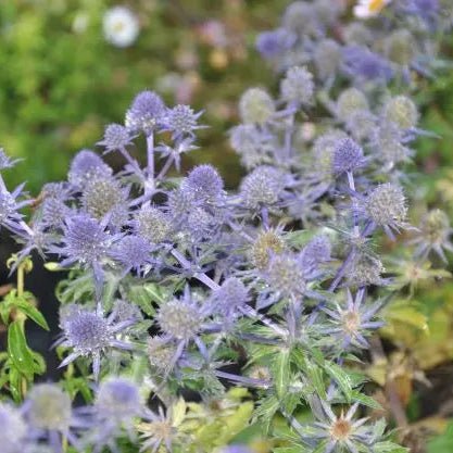 Short multi stems bearing small oval shaped blue flowers with piny bracts, flowers from mid summer to early autumn, Excellent for Cut or Dried Flowers.