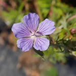 Geranium 'Blue Cloud' delicate pale blue flowers with crimson vein, flowers profusely from late spring to summer.