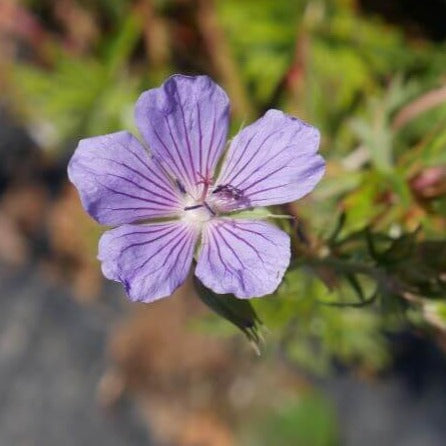 'Blue Cloud' delicate pale blue flowers with crimson vein, flowers profusely from late spring to summer. divided green foliage spreading plant perfect addition to any garden.