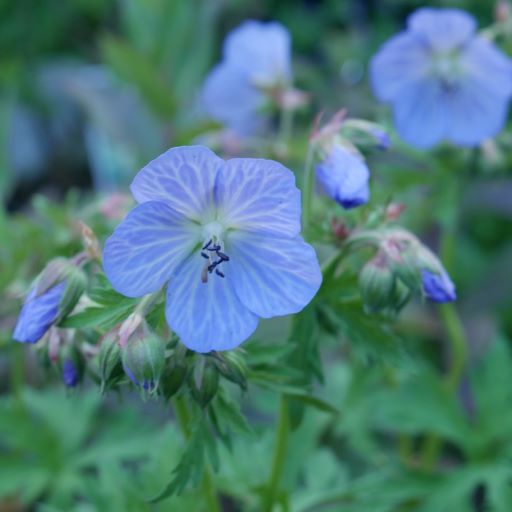 'Mrs Kendall Clark' will add a touch of elegance to any garden. Its compact size makes it perfect for any border or container, lobed  green leaves, blue flowers with light grey veins, add height and interest to any garden.