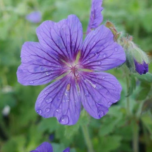 This clump-forming perennial boasts lobed, dark green leaves, the long stems support vibrant violet flowers, dark contrast veins. will flower through the summer months.