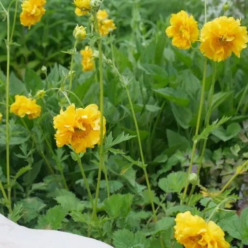 Herbaceous perennial forms a 60cm tall clump. Its basal leaves are dark green, pinnate, and have a hairy texture. The stems are purple and hold semi-double flowers in a striking rich yellow hue.
