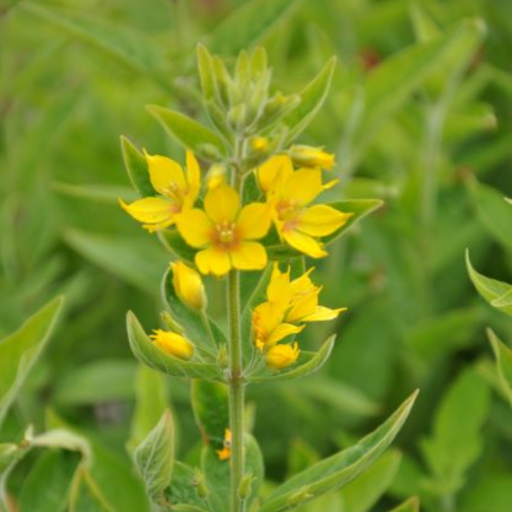 Lysimachia punctata is an impressive perennial, growing tall with lance-shaped leaves and bright yellow flowers on each stem. With its stunning appearance, it is a beautiful addition to any herbaceous border or bog garden.