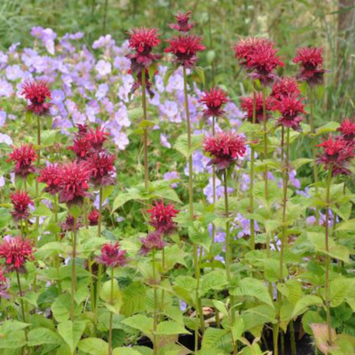 'Fireball' is a compact, clump-forming perennial growing to 60cm tall. The aromatic, lance-shaped to oval, toothed leaves are mid-green. Dense whorls of scarlet red flowers are borne from summer to autumn