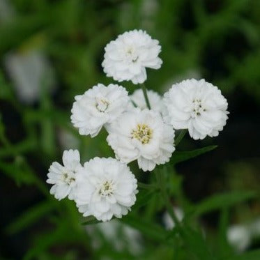 Clusters of double, white button flowers throughout summer.  narrowly lance-shaped, dark green leaves, Is makes an excellent addition to a mixed border bringing colour all summer long.