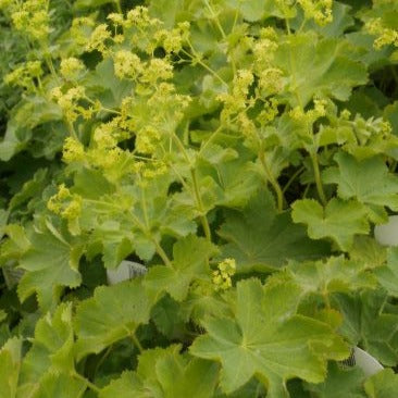 Mollis has bright green scalloped foliage, with yellow flowers on tall stems just above the foliage, excellent versatile perennial bringing colour all summer long.
