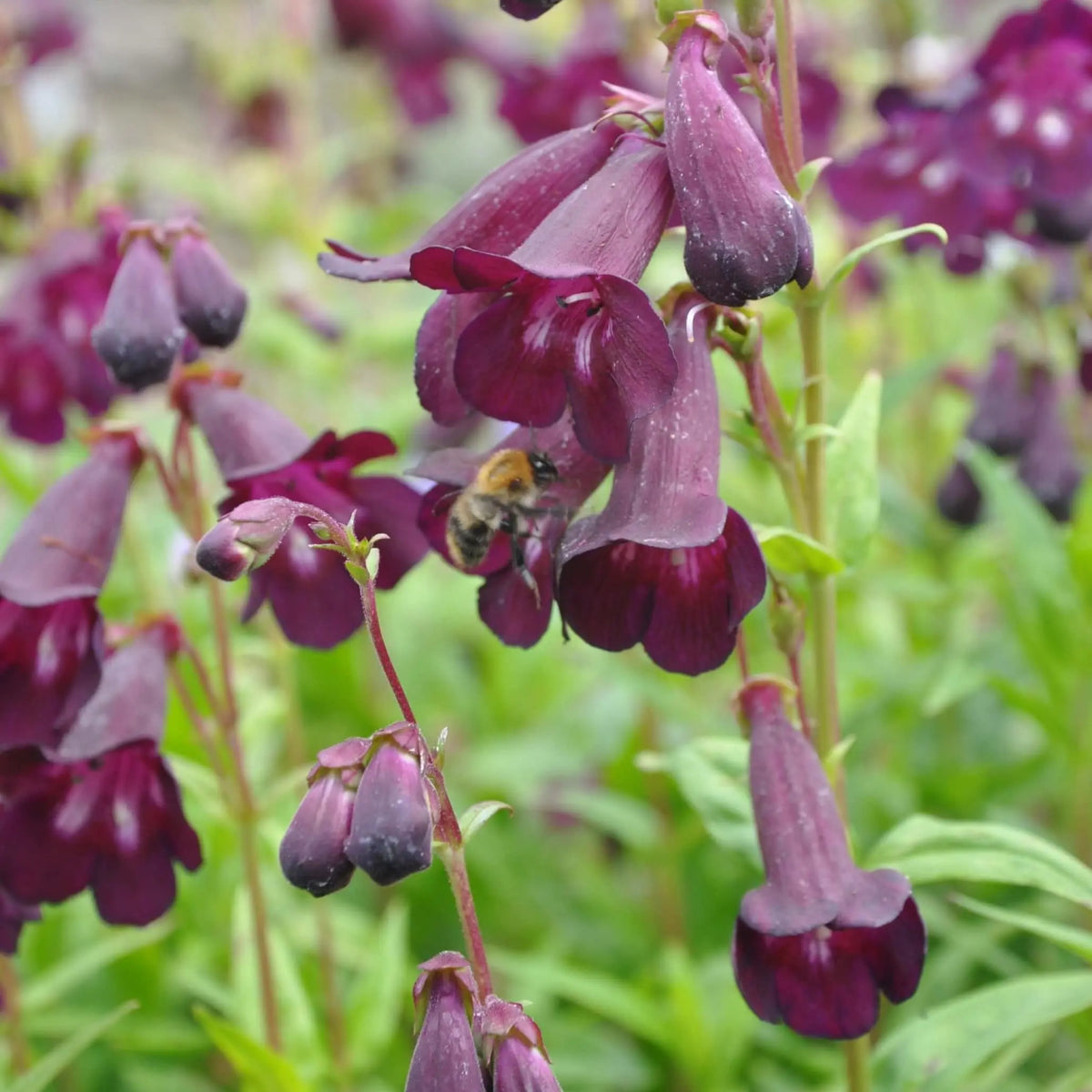 This semi-evergreen perennial forms a clump of rigidly upright stems that grow up to 1m tall. Penstemon 'Raven' has narrowly oval leaves and produces panicles of dark purple, bell-shaped flowers. The centre of the flower is white with deep red stripes.