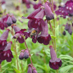This semi-evergreen perennial forms a clump of rigidly upright stems that grow up to 1m tall. Penstemon 'Raven' has narrowly oval leaves and produces panicles of dark purple, bell-shaped flowers. The centre of the flower is white with deep red stripes.