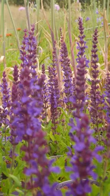 Salvia nemorosa 'Caradonna' dark purple stems bearing with deep blue flowers with narrow lance shape textured leaves,