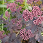 Deep purple foliage dark red, upright stems and rounded clusters of pale purplish-pink blooms from August to September.