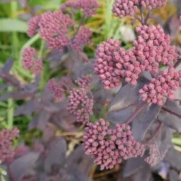 Deep purple foliage dark red, upright stems and rounded clusters of pale purplish-pink blooms from August to September.