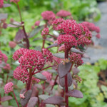 Dense, spreading perennial with deep purple stems, thick ovate to oblong leaves ranging from dark blue-green to dark burgundy, clusters of small ruby-red flowers, Sedum 'Red Cauli'  will bloom from late summer through autumn.
