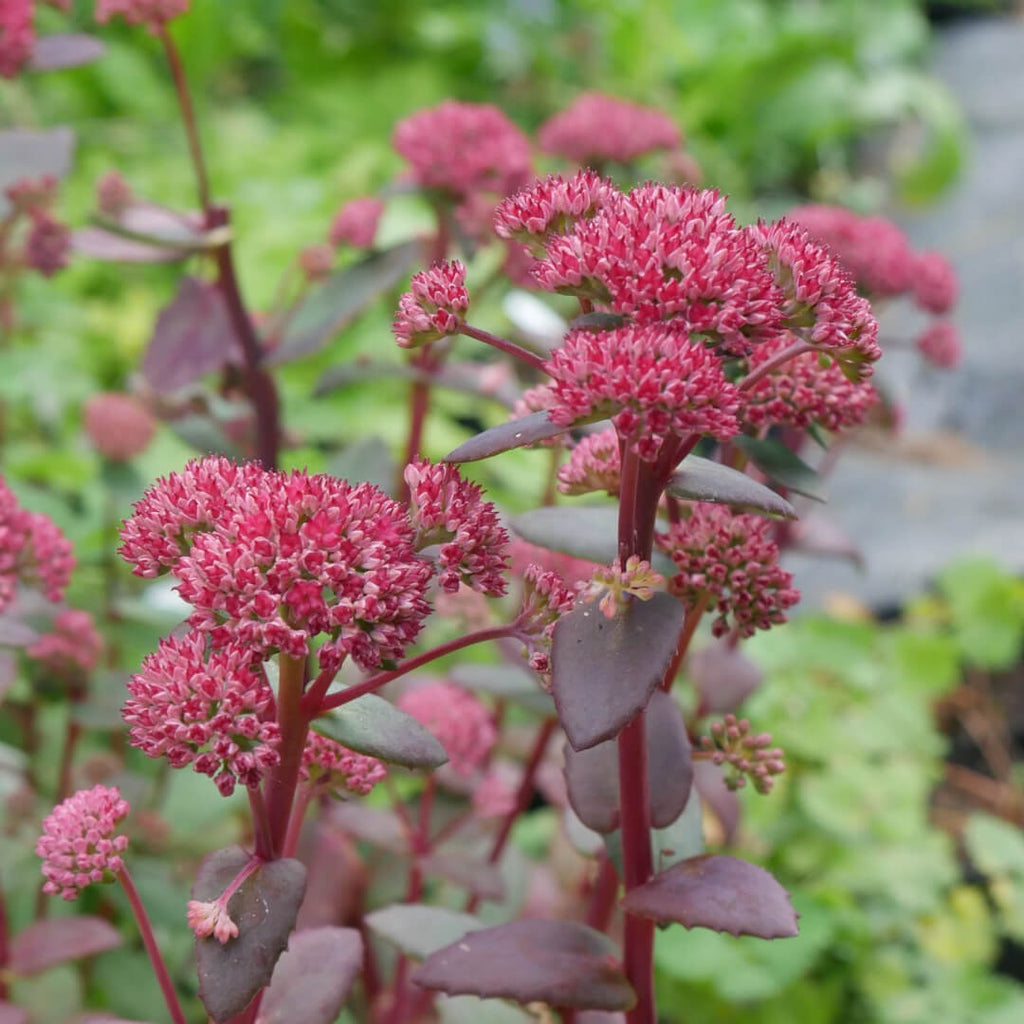 Sedum 'Red Cauli' is a dense, spreading perennial with deep purple stems, thick ovate to oblong leaves ranging from dark blue-green to dark burgundy, clusters of small ruby-red flowers that bloom from late summer through autumn.