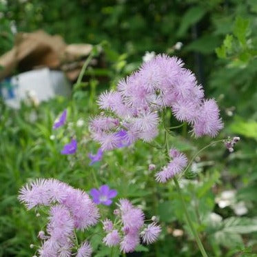 Tall perennial that can reach up to 90cm in height. It features mid-green leaves that are made up of small, obovate leaflets. Its branched stems produce large, fluffy flower heads in early summer, with small flowers that have striking deep rose-purple stamens.